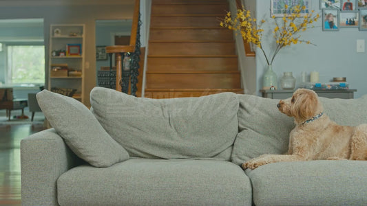 Man Walks Behind Couch While His Dog Looks On