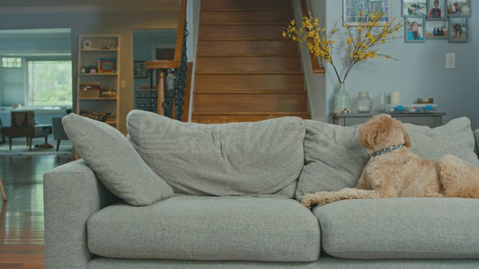 Man Jumping Behind Couch While His Dog Looks On